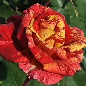 Roșu / galben - Trandafiri - Valentina™ - 